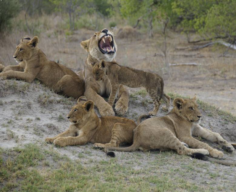 Löwen am Okavango